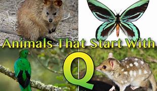 Image result for Animal Names That Start with Q