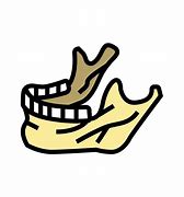 Image result for Jaw Bone Clip Art
