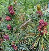 Image result for Pinus parviflora Fuku-zu-mi