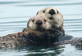 Image result for Sea Otter On Back