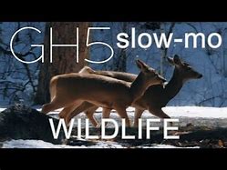 Image result for Lumix GH5 Wildlife Photo