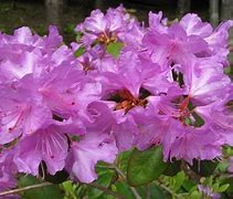 Image result for rhododendron