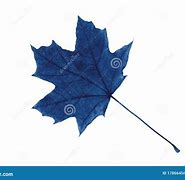 Image result for Blue Maple Leaf