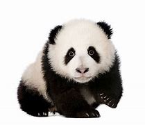 Image result for White Baby Panda