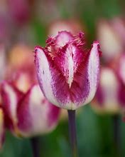 Image result for Tulipa Colour Fusion