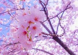 Image result for Cherry Blossom Japan 4K Wallpaper