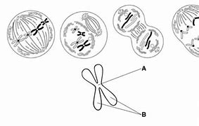 Image result for iPhone Camera Mitosis