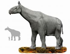 Image result for Largest Mammal