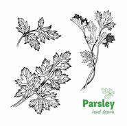 Image result for Parsley Plant