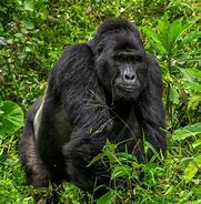 Image result for Old Silverback Gorilla