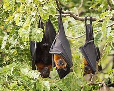 Image result for Guam Fruit Bat