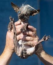 Image result for Ugly Dog Pics