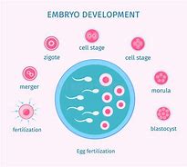Image result for embri�n