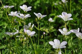 Image result for Geranium sylvaticum Album