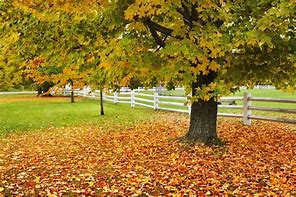 Image result for Sugar Maple Tree Fall Colors
