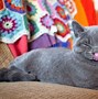 Image result for Happy Silly Cat