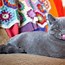 Image result for Funny Small Face Cat