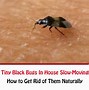 Image result for Small Black Bed Bugs