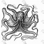 Image result for Vintage Octopus Profile