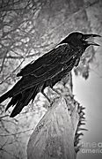 Image result for Gothic Raven Wallpaper Portrait 8X14