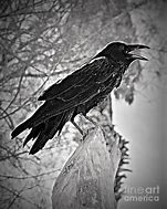 Image result for Gothic Raven Grayscale