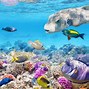 Image result for Coral Reef Live Wallpaper