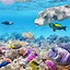 Image result for Tropical Coral iPhone Wallpaper