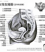 Image result for 子宮 膀胱 直腸
