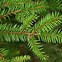 Image result for Picea abies