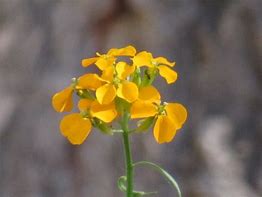 Image result for Orange Native Wildflowers