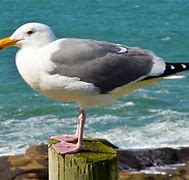 Image result for Seagull Animal