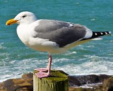 Image result for seafowl