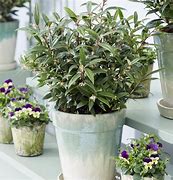 Sarcococca hookeriana PURPLE GEM に対する画像結果