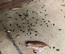 Image result for Bat Droppings Identification