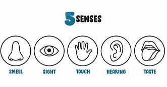 Image result for Five Senses PNG