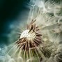 Image result for Macro Flowers
