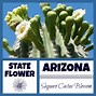 Image result for Arizona State Bird and Flowe
