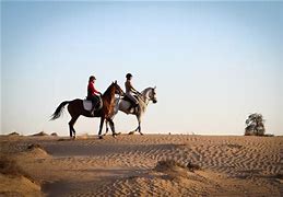 Image result for Dubai Horse Jumping