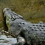 Image result for Largest Crocodile Ever Found