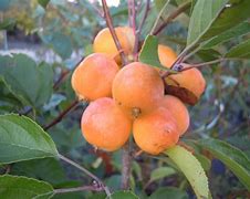 Image result for Malus Yellow Siberian
