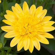 Image result for 3D Yellow Flower