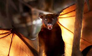 Image result for Red Fox Bat