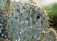 Image result for Dead Cactus Plant