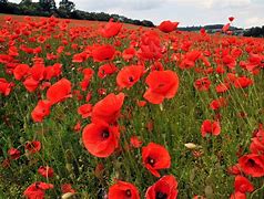 Image result for Cumbrian Poppies