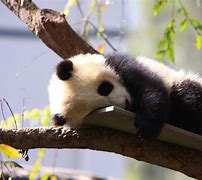 Image result for Baby Panda Bear