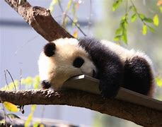 Image result for Cute Baby Giant Panda