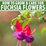 Image result for Fuchsia Colored Flowers