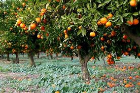 Image result for Valencia Orange Tree