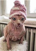 Image result for Cats with Old Fure