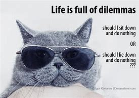 Image result for Dillema Cat Meme